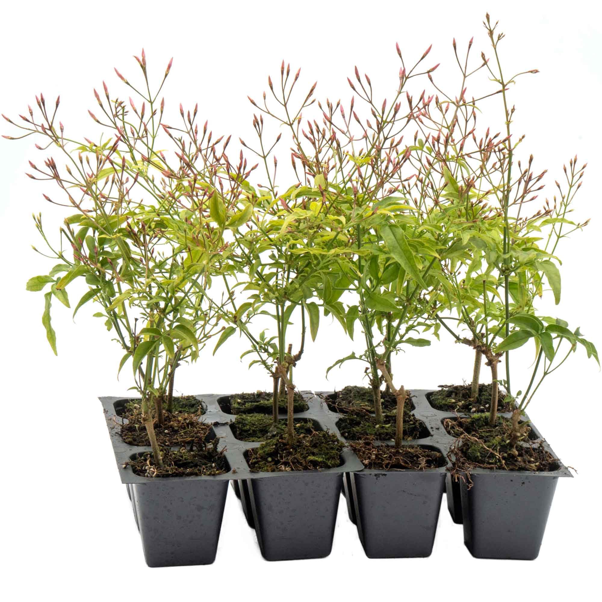 Amazon.com : 12 Pink Jasmine – Highly Fragrant White-Blooming